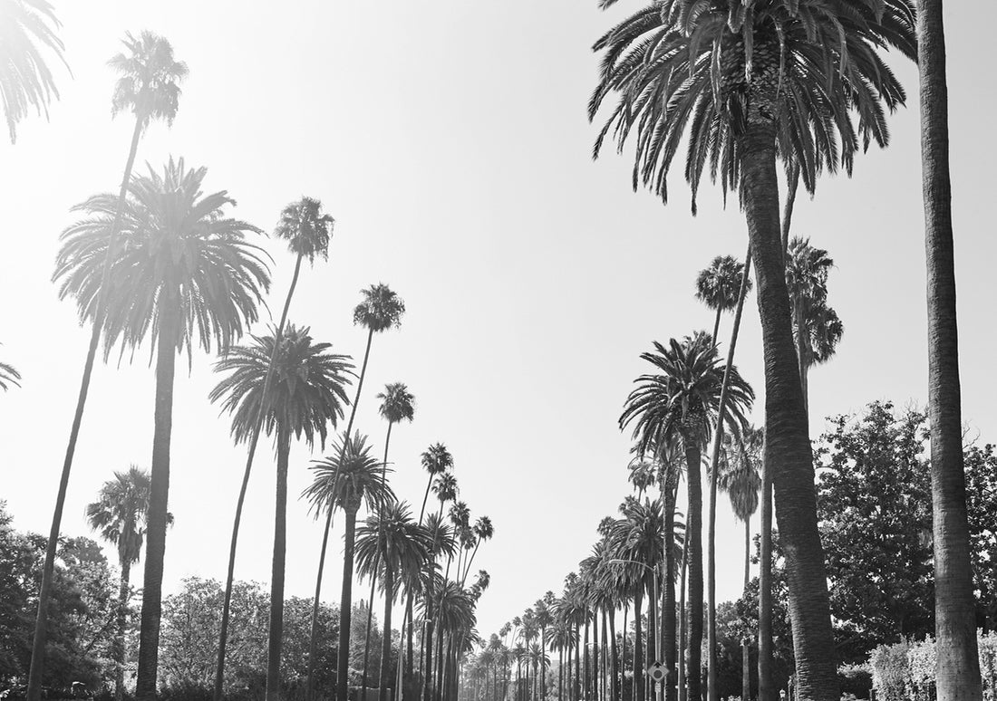 The Black Dahlia - Unsolved Mysteries of the World